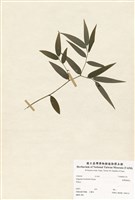 藏品(臺灣寶鐸花)的圖片